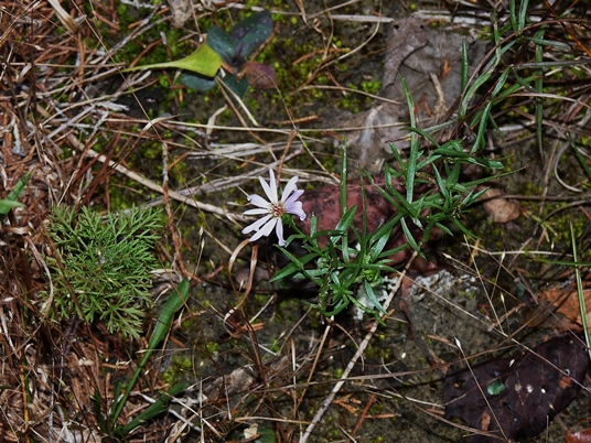 {Symphyotrichum priceae}